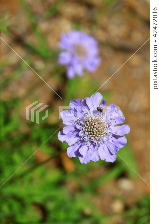 The gorgeous flowers we met in Hakusan The gorgeous flowers we met in Hakusan 42472016