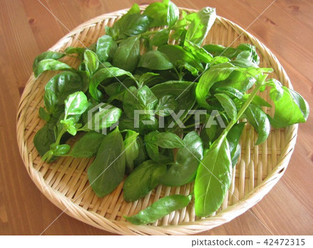 Sweet basil Sweet basil 42472315