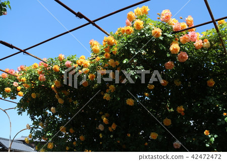 Roses of Kawarakan Roses of Kawarakan 42472472