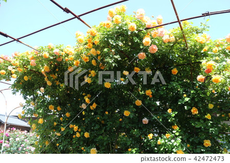 Roses of Kawarakan Roses of Kawarakan 42472473