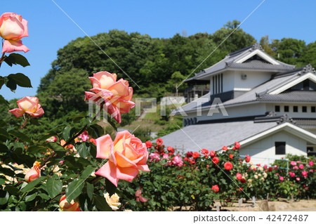 Roses of Kawarakan Roses of Kawarakan 42472487