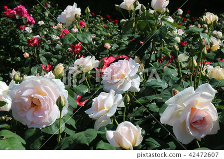 Roses of Kawarakan Roses of Kawarakan 42472607