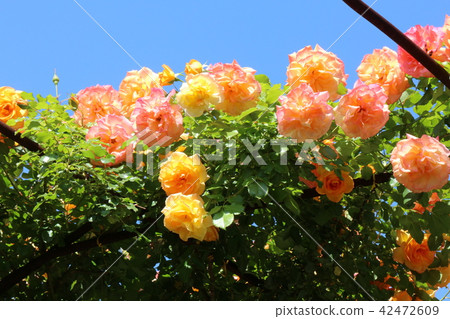 Kawarakan的玫瑰 42472609