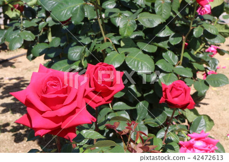 Roses of Kawarakan 42472613
