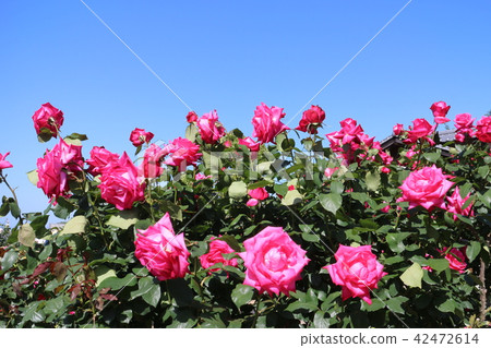 Kawarakan的玫瑰 42472614