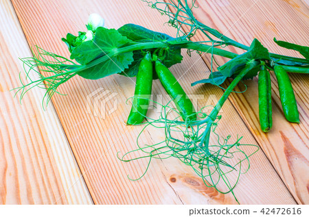 Branch of green peas with leaves and pods Branch of green peas with leaves and pods 42472616