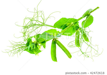 Branch of green peas with leaves and pods Branch of green peas with leaves and pods 42472618