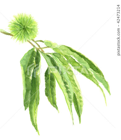 Chestnut barbecu with leaves 42473214