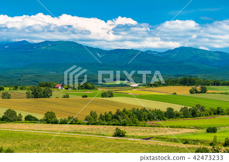 "Hokkaido" summer Biei · countryside scenery 42473233