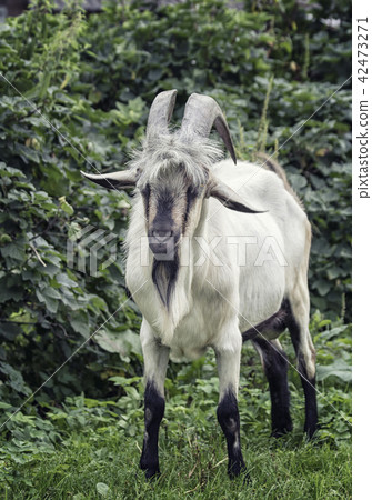 Adult male goat with horns Adult male goat with horns 42473271