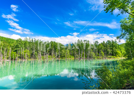 “北海道”藍塘·夏日美瑛 42473376