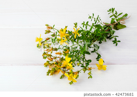 St. John's wort (Hypericum perforatum)on white background 42473681