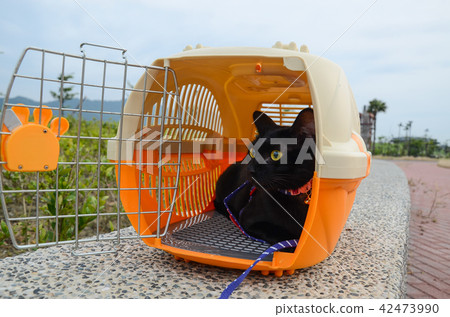 Black cat in the cage 42473990