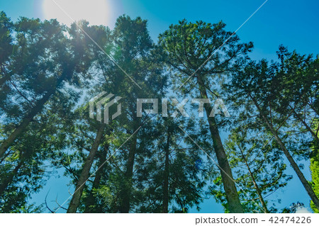 Totsugawa村莊森林風景在奈良縣 42474226