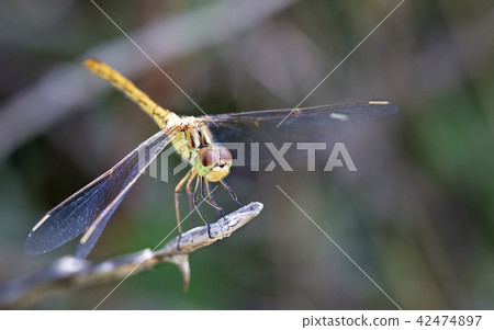 Dragonfly with large doves on a green background 42474897