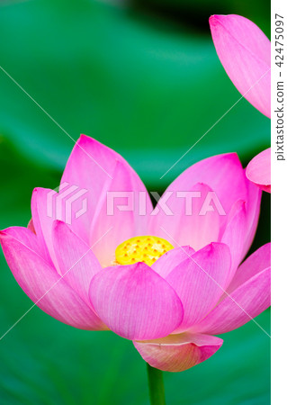 Lotus flower  42475097