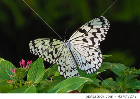 Ogomadara Ogomadara 42475272