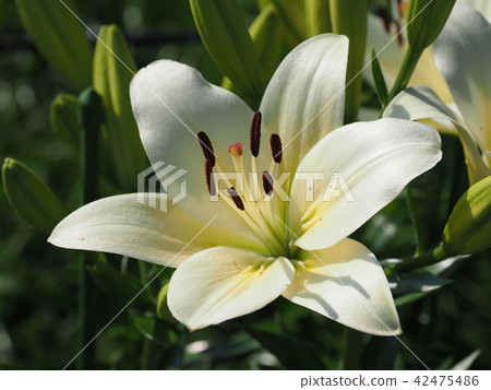 莉莉（天然紋理） 42475486