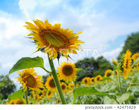 向日葵和夏天的天空 向日葵和夏天的天空 42475929