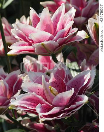 莉莉（天然紋理） 42476097