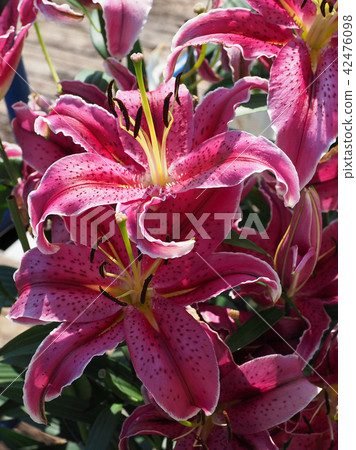 Lily (natural texture) 42476098