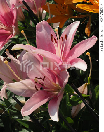 莉莉（天然紋理） 42476099