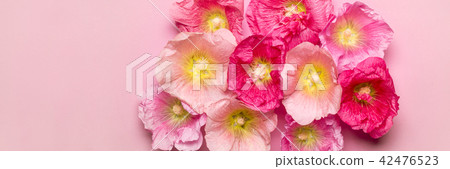 Summer mallow flowers pink background 42476523
