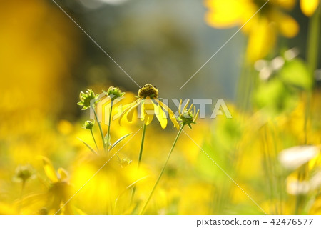 Cutleaf Coneflower (Rudbeckia laciniata) 42476577