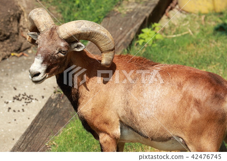 Mufflon 42476745