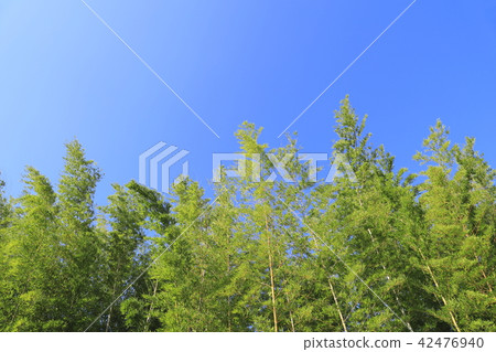 Blue sky with clear weather and bamboo grove 42476940