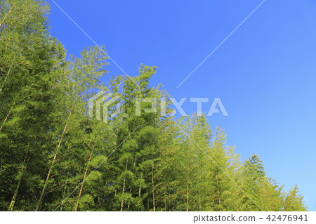 Blue sky with clear weather and bamboo grove 42476941