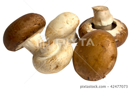 4,490 Mushroom Brush Images, Stock Photos, 3D objects, & Vectors