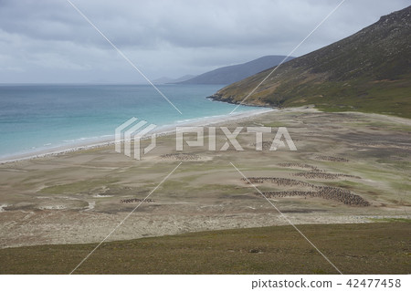 The Neck on Saunders Island The Neck on Saunders Island 42477458