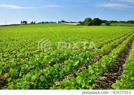 在晴朗的天氣拍攝北海道Atsugawa-machi地區大豆田夏季的景觀 42477553