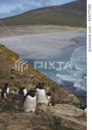 Rockhopper Penguin Colony Rockhopper Penguin Colony 42477566