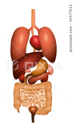 Digestion Gastrointestinal Tract Internal Organs 42477612