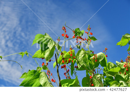 Shooting landscape of midsummer with red and white flower bean blossoms in the clear blue sky 42477627