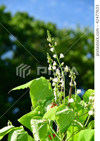 Shooting landscape of midsummer with red and white flower bean blossoms in the clear blue sky 42477633