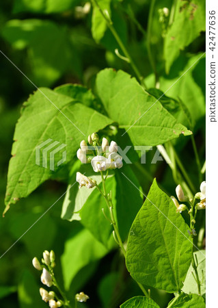 盛夏射擊風景用紅色和白花豆開花在清楚的藍天 盛夏射擊風景用紅色和白花豆開花在清楚的藍天 42477636