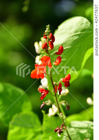 Shooting landscape of midsummer with red and white flower bean blossoms in the clear blue sky 42477637