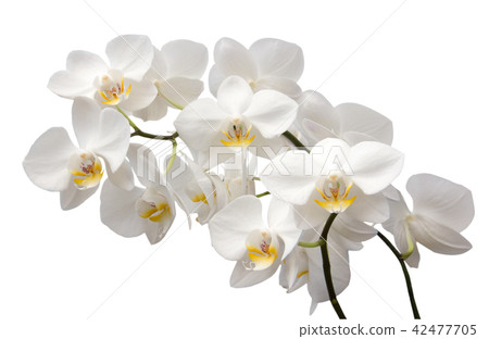 Beautiful orchid flower 42477705