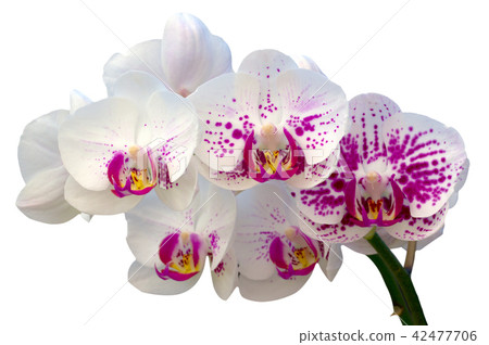 Beautiful orchid flower 42477706