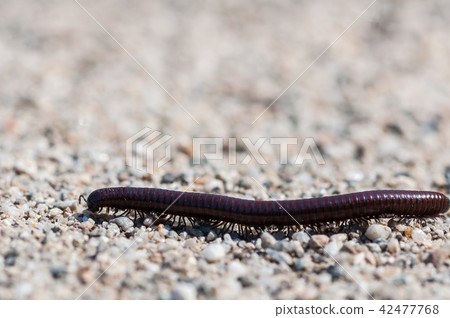 Close-up of a millipede 42477768