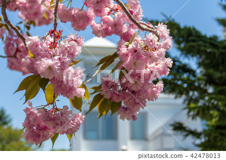 Sapporo Bran Birch · Chapel's double cherry blossoms 42478013