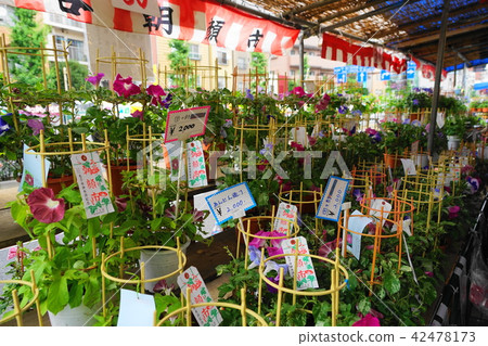 July Iriya 04 Asao City · Iriya morning glory Festival July Iriya 04 Asao City · Iriya morning glory Festival 42478173