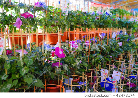 July Iriya 05 Asao City · Iriya morning glory Festival July Iriya 05 Asao City · Iriya morning glory Festival 42478174