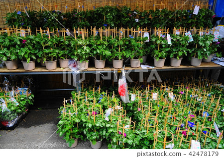 7月Iriya牽牛花·Iriya牽牛花節 7月Iriya牽牛花·Iriya牽牛花節 42478179