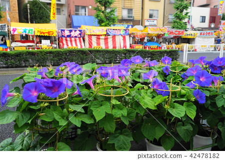 July Iriya 13 morning glory city · Iriya morning glory Festival July Iriya 13 morning glory city · Iriya morning glory Festival 42478182