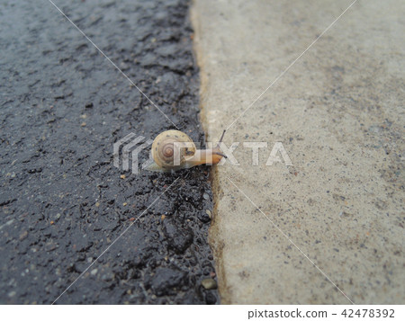 寶貝片假名 寶貝片假名 42478392