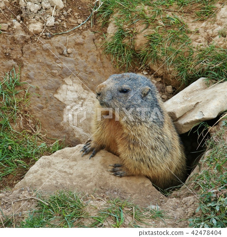 Marmot seen on mount Stanserhorn, Switzerland. 42478404